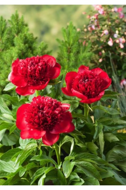 Пион травянистый Ред Шарм очарование красного цвета в вашем саду.